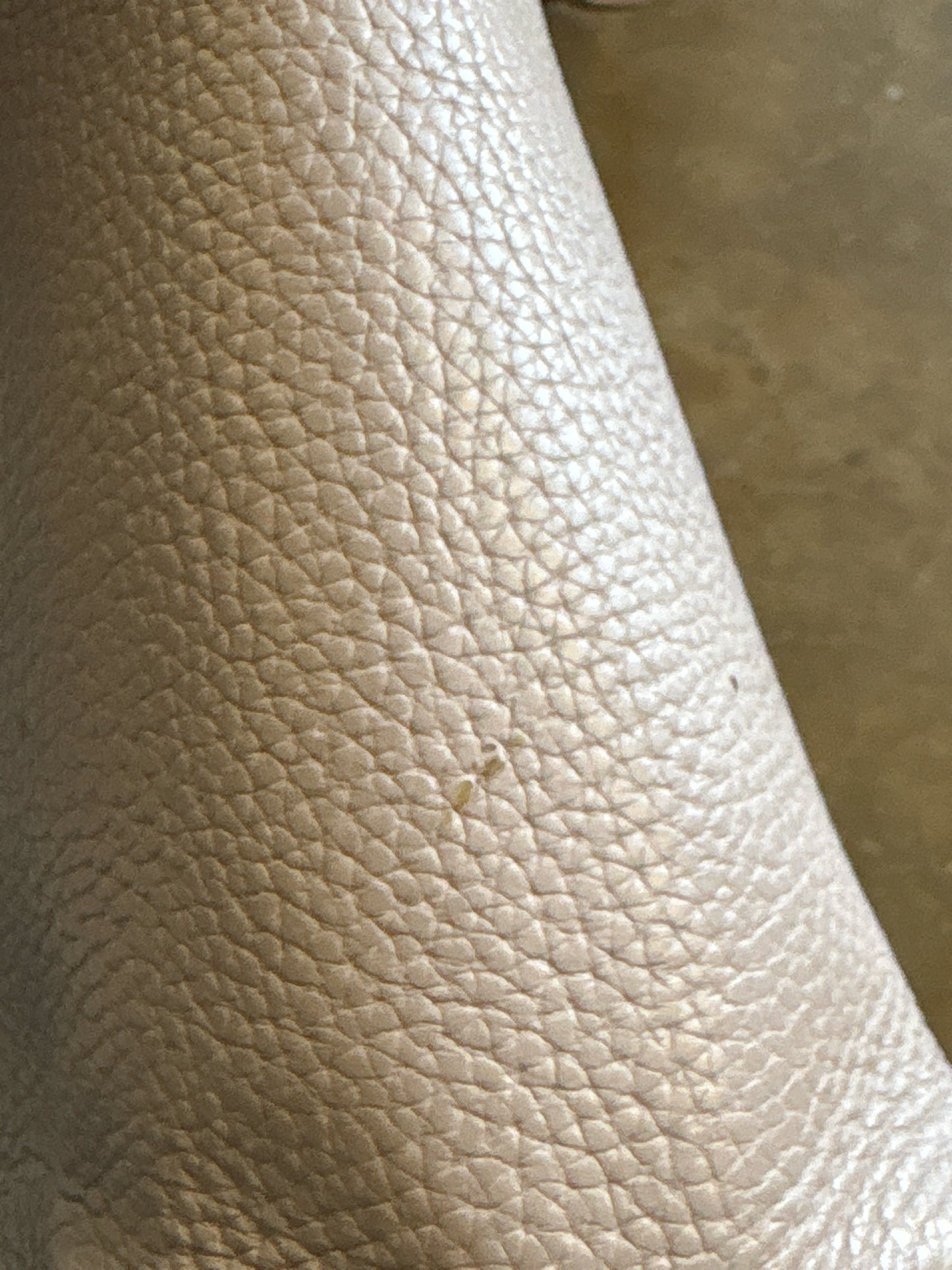 DOONEY & BOURKE Purse